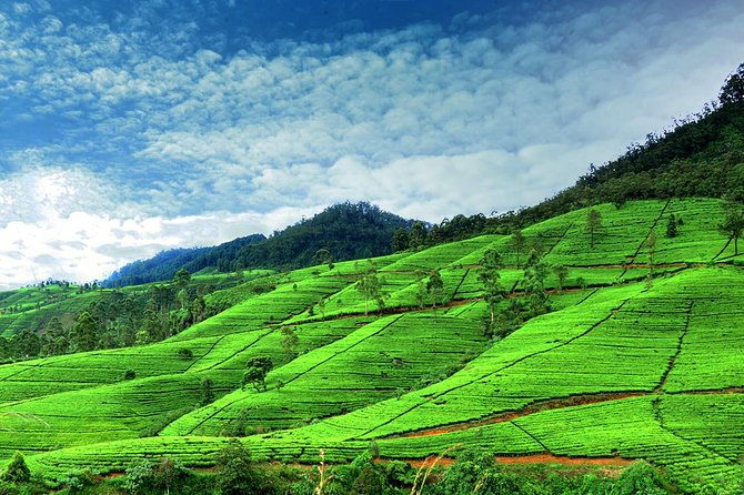 Private Full Day Tour to Nuwara Eliya from Kandy - The Scenic Drive from Kandy