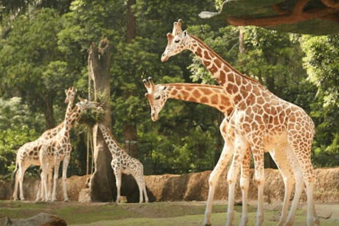 Private Full Day Trip to Taman Safari From Jakarta - What Travelers Are Saying