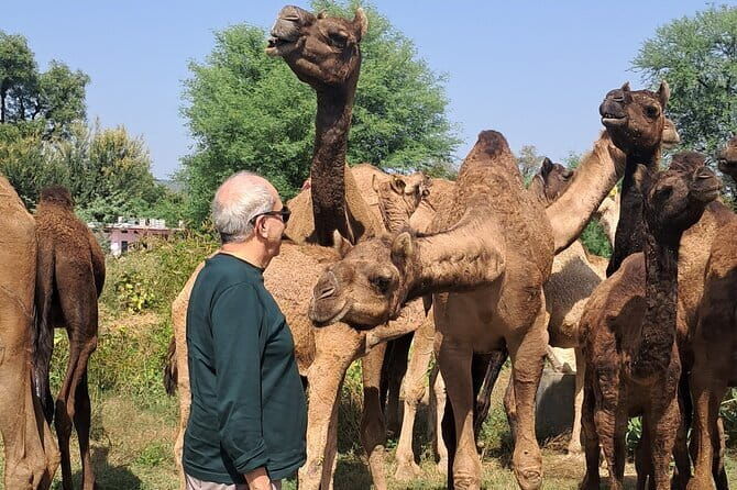 Private Golden Triangle Tour 5 Nights/6 Days - All Inclusive - Why This Tour Is Worth It