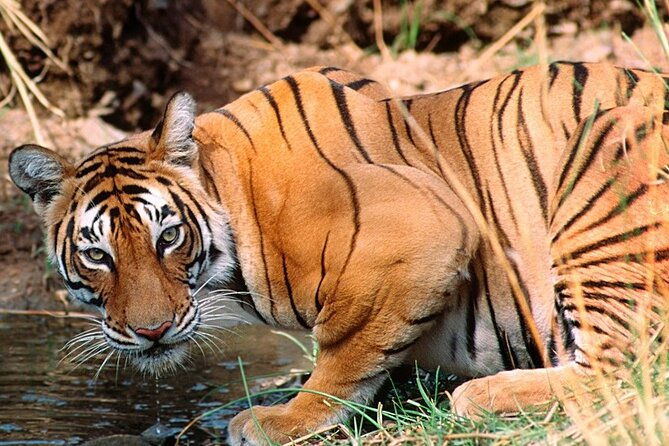Private Guided Full-Day Ranthambore National Park Tour from Jaipur - Who Is This Tour Best For?