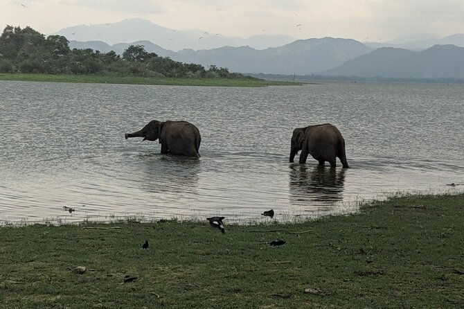 Private Half Day Safari in Udawalawe National Park - Authentic Experiences from Reviewers