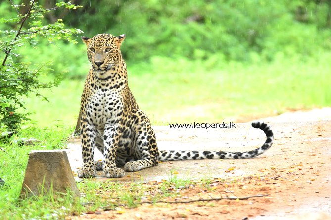 Private Half Day Safari Tour to Yala NP From Tangalle and Drop Back - What to Expect: The Wildlife & Experience