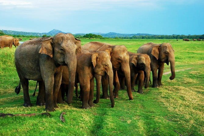 Private Jeep Safari To one of a Best National Park - Who Will Benefit Most from This Tour?