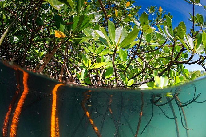 Private Mangrove Tour 2 Hour (max 8 People) - What to Expect from Your Langkawi Mangrove Tour