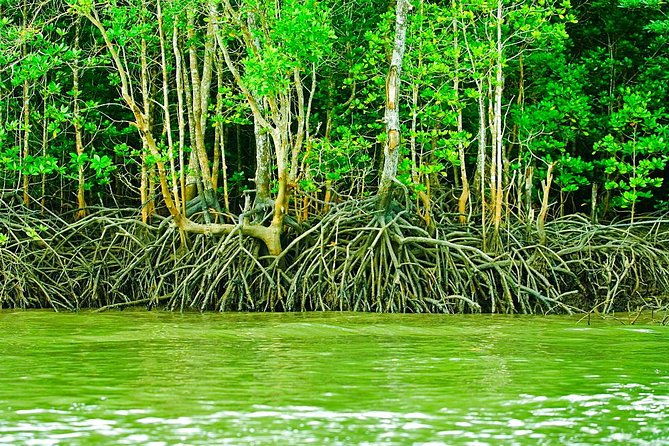 Private Mangrove Tour 3 Hour (max 8 People) - An In-Depth Look at the Langkawi Mangrove Experience