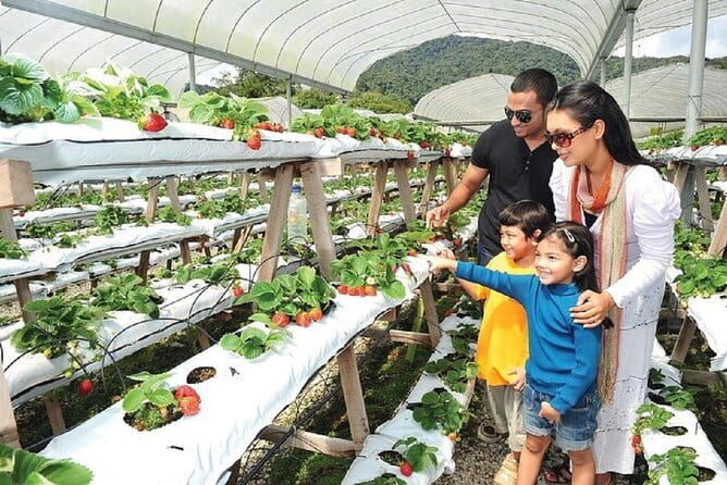 Private Nature Trip to Cameron Highlands from Kuala Lumpur - An In-Depth Look at the Cameron Highlands Private Tour
