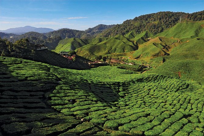 Private Nature Trip to Cameron Highlands from Kuala Lumpur - Dining and Local Food