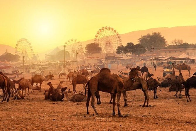 Private One Day Trip to Pushkar from Jaipur - What Sets This Tour Apart?