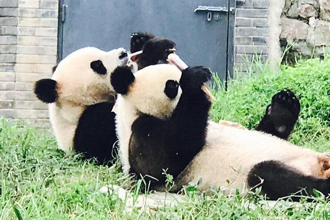 Private Panda Tour with Cooking Class One-day Trip - The Value of This Tour