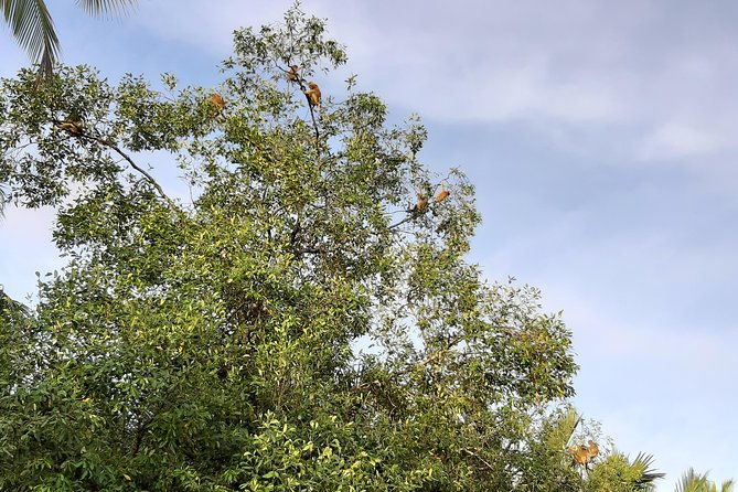 Private Proboscis Monkey & Water Village Tour - Who Will Love This Tour?