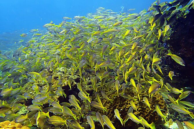 Private Scuba Diving Initiation with Licensed Guide - Authentic Insights from Reviewers