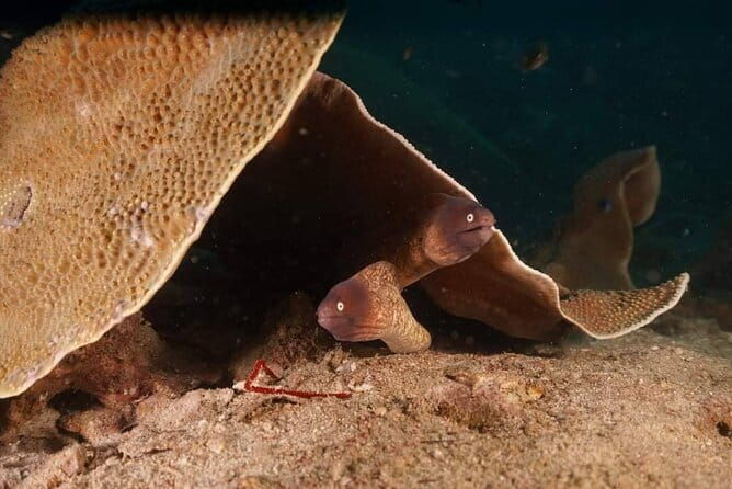 Private Snorkeling trip at Koh Kood - What Sets This Tour Apart?