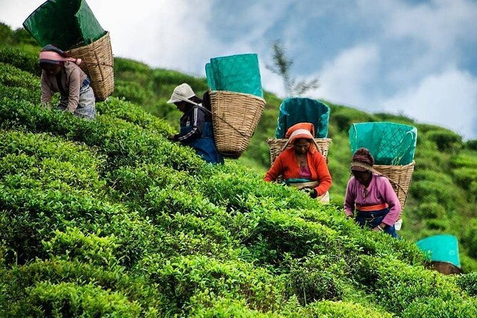 Private Tea Tour and Tea Factory - Visiting the Pluckers Village and Temple