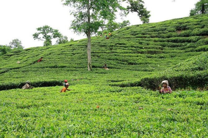 Private Tour: 5 Days - Bangladesh Nature & Culture Tour - North-eastern part - Practical Insights and Value