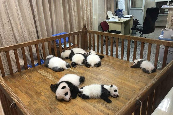 Private Tour of Chengdu Panda Center and Leshan Giant Buddha - Final Thoughts