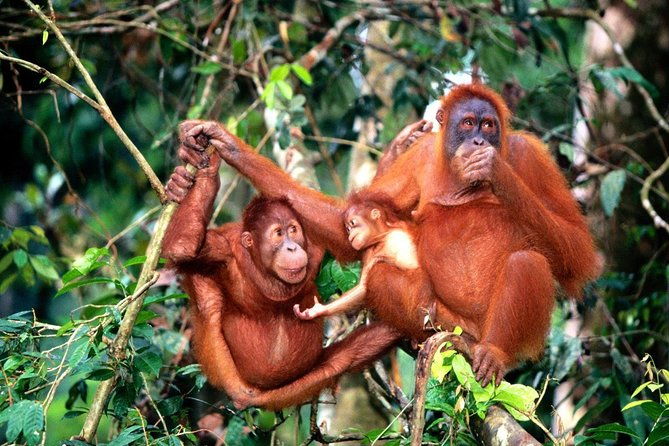 Private Tour : Orang Utan Island & Perak Cave Temple from Kuala Lumpur - The Sum Up: Who Is This Tour Best For?  