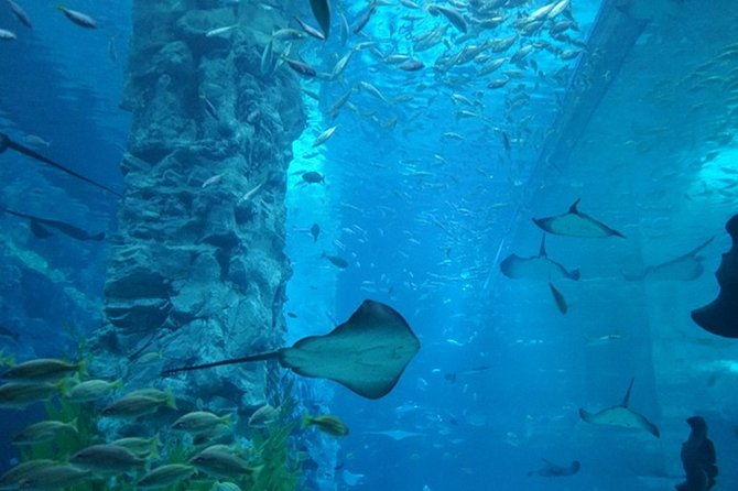 Private Tour to Lotte Tower, Aquarium and Lotte world Theme park - Final Thoughts