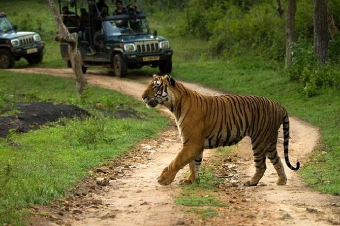 Private Tour to Sariska Tiger National Park by Car from Jaipur - What We Learned from Reviews and Practical Details