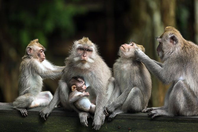 Private Tour: Ubud and Tanah Lot Day Tour - The Itinerary: What You Can Expect