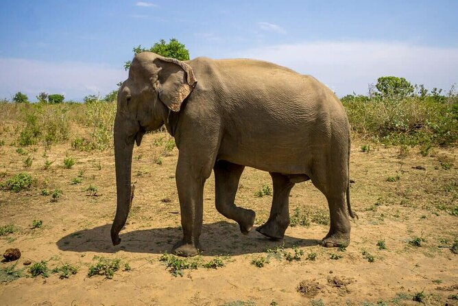 Private Udawalawa Safari Plus Elephant Transit Home Day Trip - In-Depth Breakdown of the Itinerary