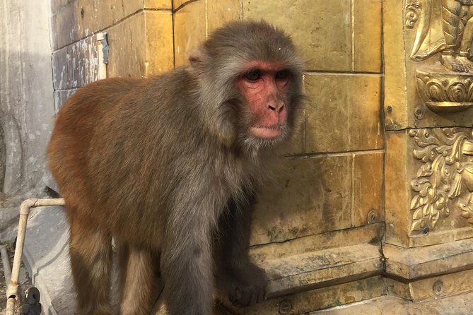 Privet Day Tours in Kathmandu Nepal - An In-Depth Look at the Tour Experience