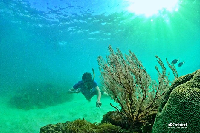 PRO-SNORKELING to Explore The Coral Jungle REEF (MAX 10 PAX) - What Makes This Tour Stand Out?