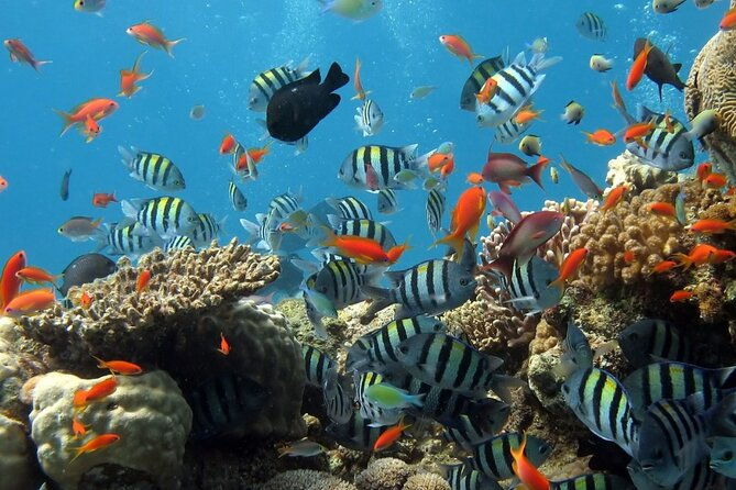 RAID Try-Dive Experience in Kota Kinabalu - Why the RAID Try-Dive Experience Stands Out