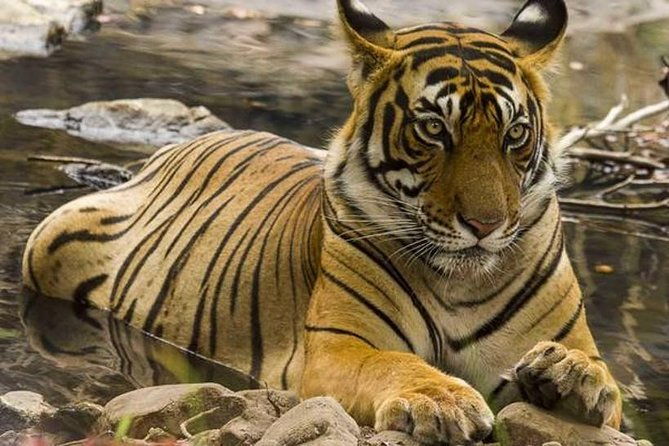 Ranthambore Safari | Bird Watching | Agra & Delhi from Jaipur - Practical Considerations