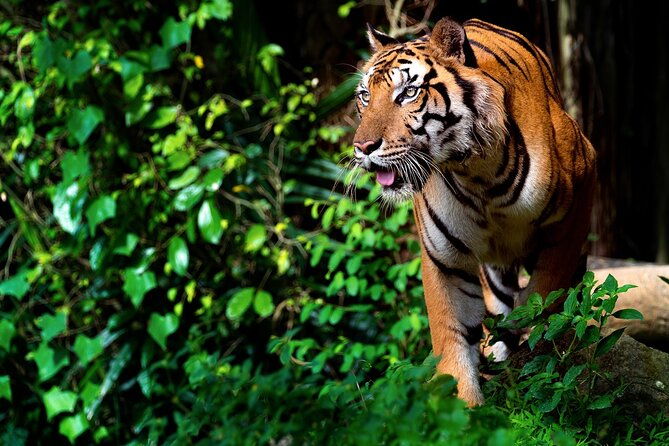 Ranthambore tiger reserve Assistance for Cantar Safari Tickets - Who Should Consider This Tour?
