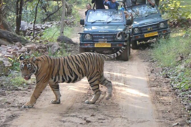 Ranthambore Tiger Safari Private Same Day Trip from Jaipur - What You Can Expect from the Tour