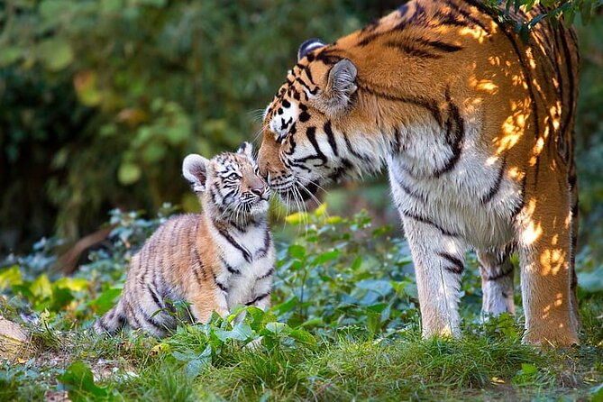 Ranthambore Tiger Safari Tour from Delhi with All Meals - Why This Tour Offers Great Value