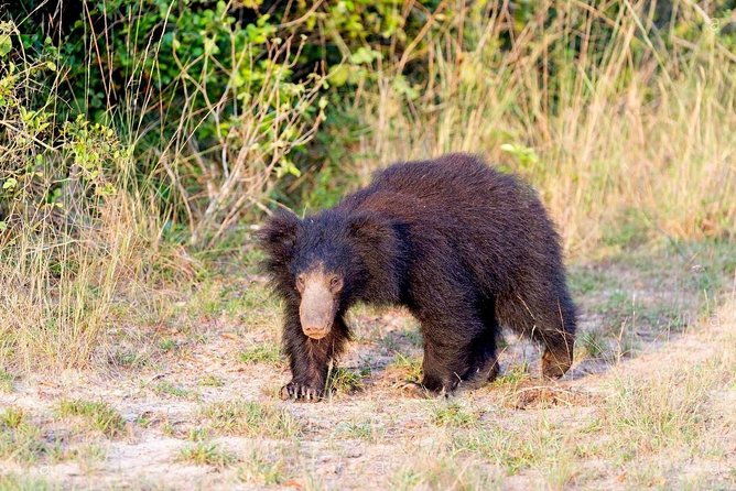 Safari at Wilpattu National Park from Negombo (All inclusive day tour) - Authentic & Practical Considerations