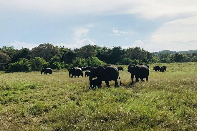 Safari Tour at Minneriya National Park - Why the Price of $68 Is Well Worth It
