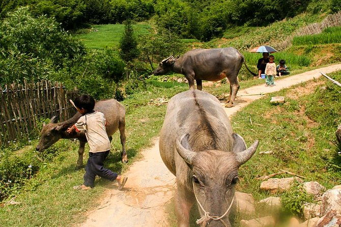 Sapa Easy Trekking Tour 1 Day - Rice Paddies and Cultures - Practical Details and Logistics