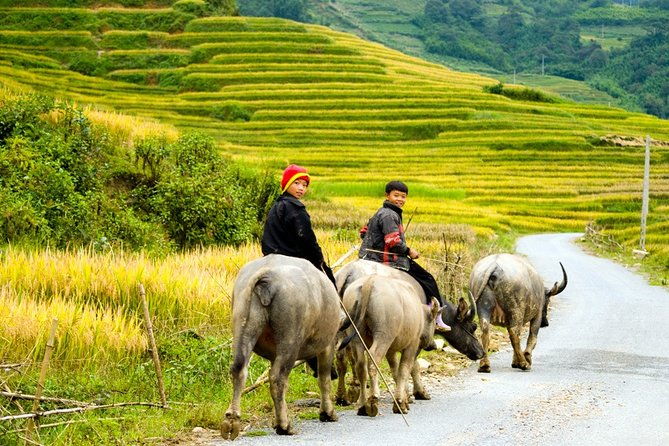 Sapa Villages trekking and homestay 2 Days/ 1 night package tour: best selling - Why This Tour Works