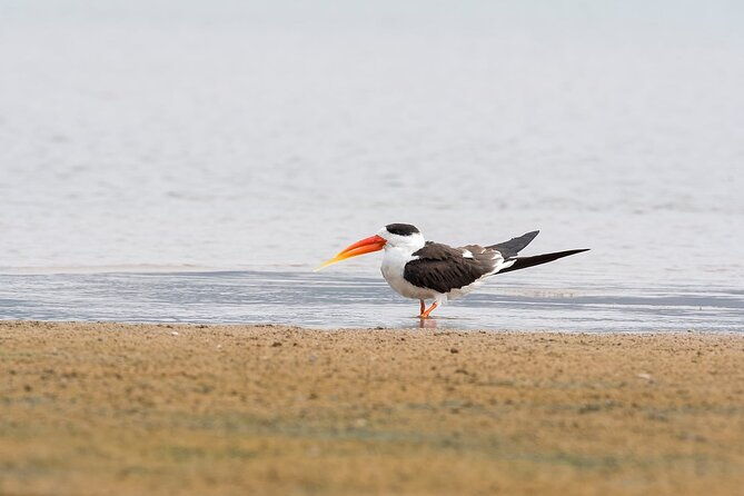 Sawai Madhopur: Private Chambal Crocodile Safari All-Inclusive - An In-Depth Look at the Tour Experience
