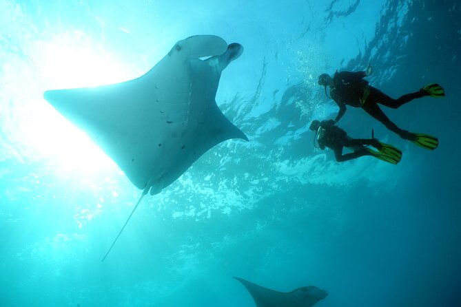 Scuba Diving 3 dives including Manta Rays at Nusa Penida - Is the Cost Worth It?