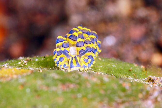 Scuba Diving at Tulamben macro dive sites - What’s Included and What’s Not