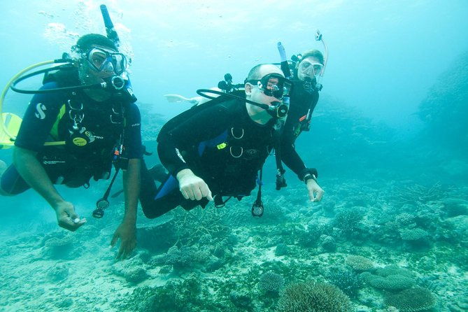 Scuba Diving For Beginners - The Authentic Underwater Journey: What You’ll See
