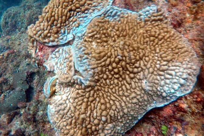 Scuba Diving in Kalpitiya - Drawbacks or Considerations