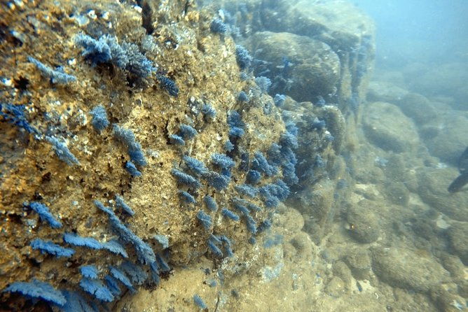 Scuba Diving in Mirissa - The Experience: What You Can Expect