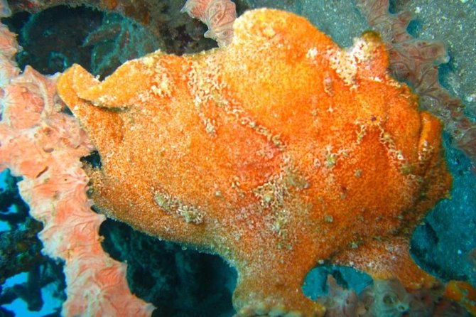 Scuba diving in PADANG BAY BALI - The Itinerary: What to Expect from Start to Finish