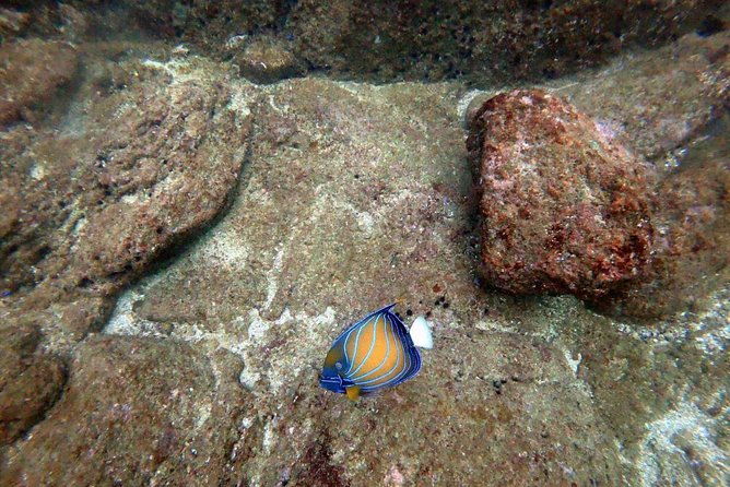 Scuba Diving in Unawatuna - What to Expect from the Tour