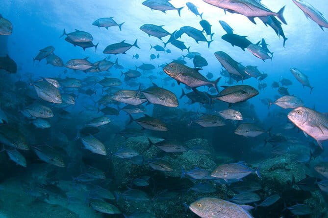 Scuba Diving in Yakushima island (for certified divers only) - Why You’ll Love This Yakushima Diving Tour