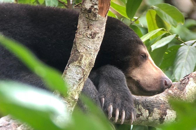 Sepilok Orang Utan & Bornean Sun Bear Centre with Sandakan City Tour with Lunch - Practical Details and What to Expect