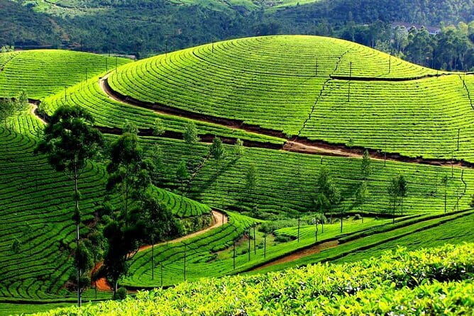 Serene Munnar Retreat: Private Tour from Kochi to the Munnar Hill - Exploring Munnar’s Natural and Cultural Gems
