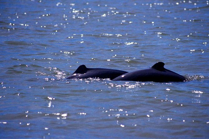 Shared Mangrove & Irrawaddy Dolphin Watching Cruise - The Value of the Tour