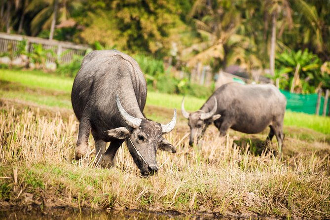 Siem Reap Countryside Guided Tour by Bike and E-Bike with Snacks - Who Should Consider This Tour?