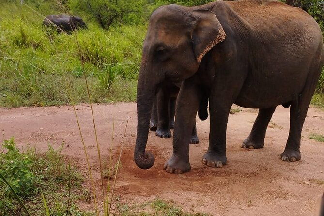 Sigiriya, Dambulla and Minneriya National Park Private Tour In - What to Expect from the Tour