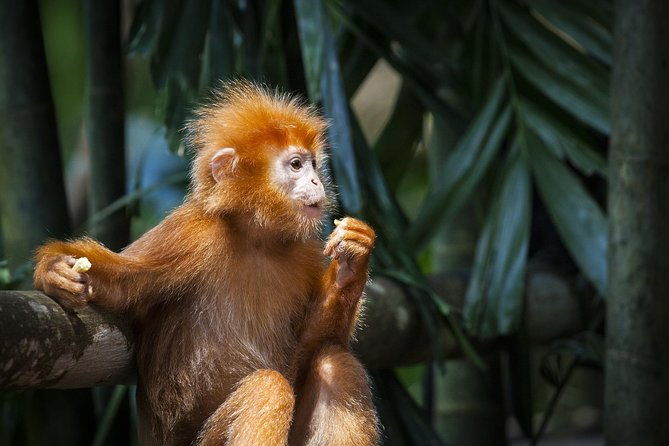 Silver Leaf Monkeys and Firefly Tour with Boat Ride and Seafood Dinner - Analyzing the Value